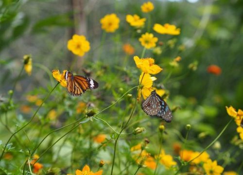 Kep Butterfly Station