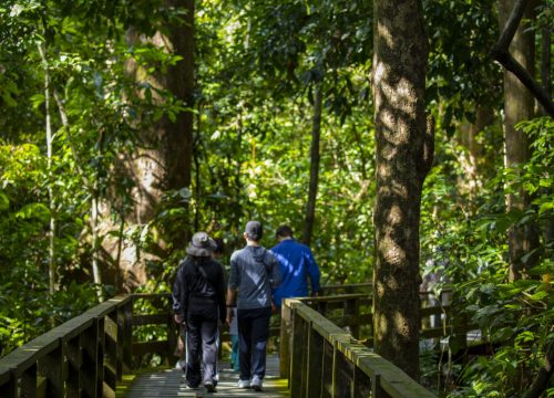 Mindful Nature Walks