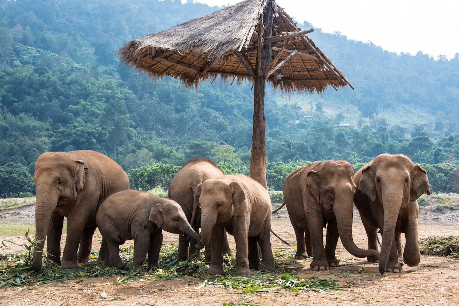 Ethical Chiang Mai elephant sanctuaries where rescued elephants roam freely in nature