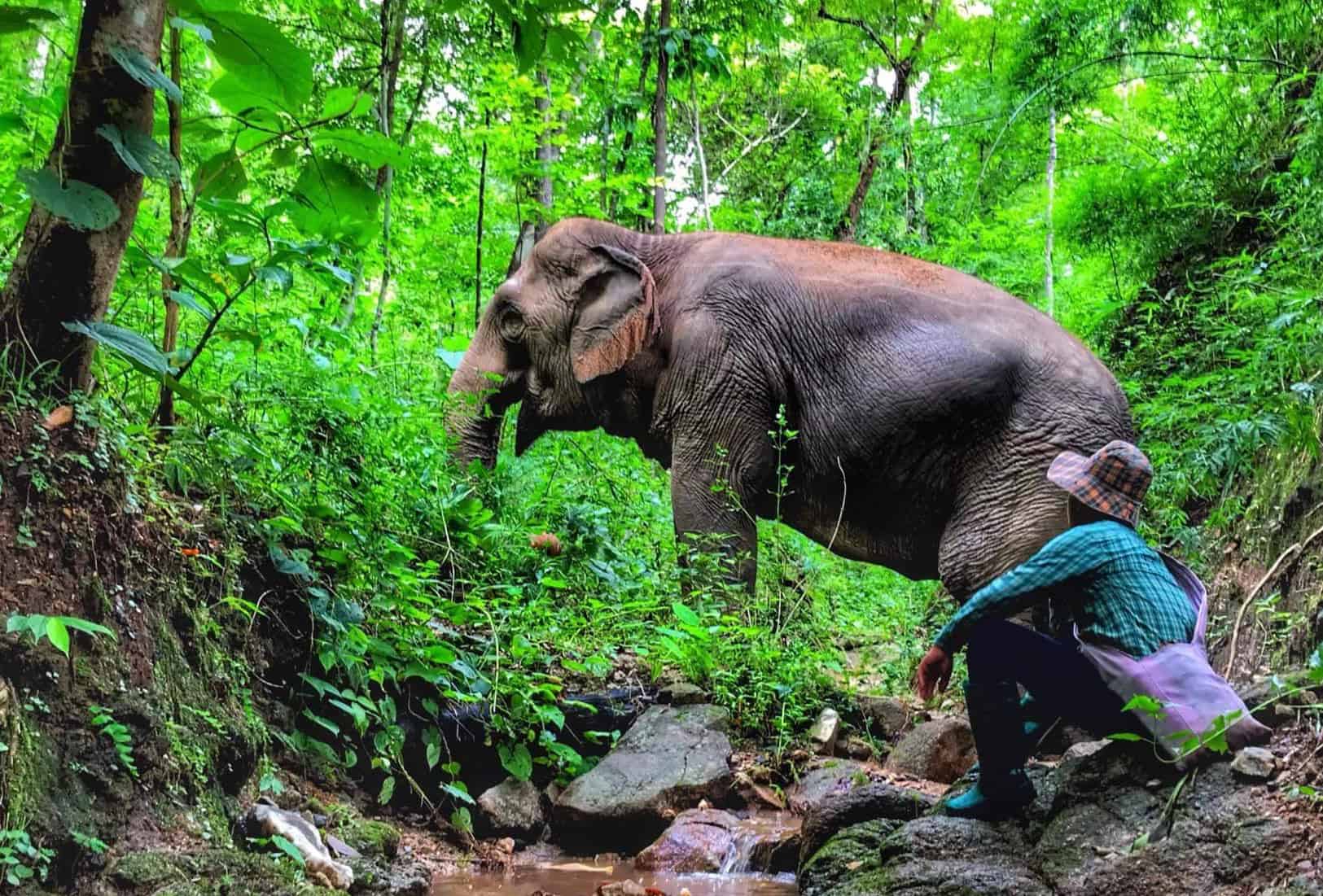 Close-up encounter with an elephant at an ethical Chiang Mai elephant sanctuary
