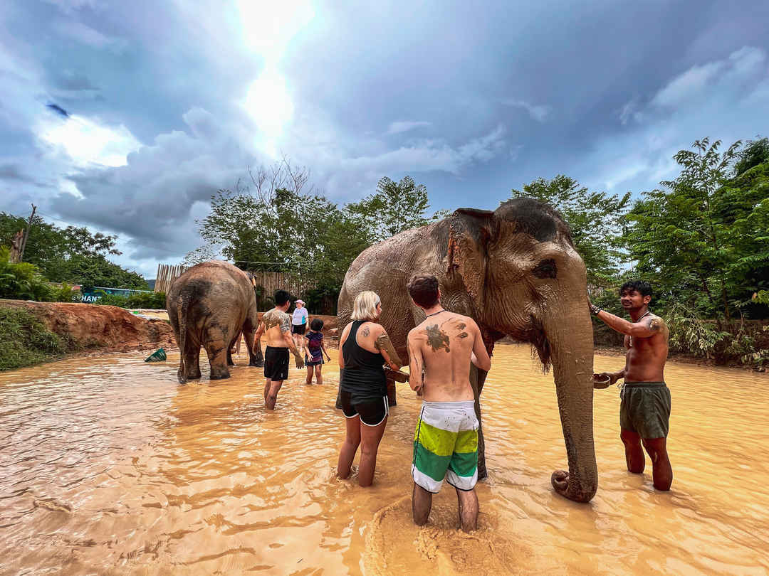 A group of tourists interacts with elephants in muddy water at Chiang Mai elephant sanctuaries