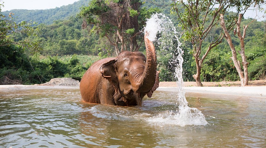 Gentle elephants roaming freely in a Chiang Mai elephant sanctuary