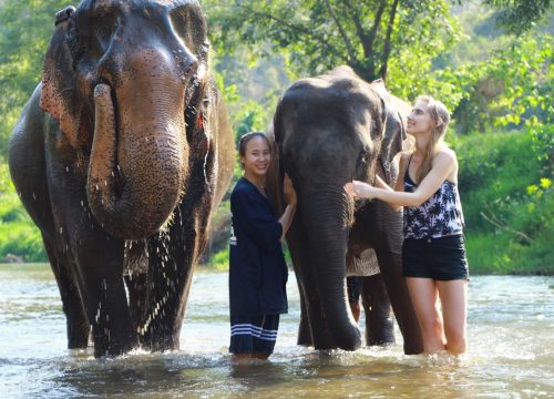 Ethical Chiang Mai Elephant Sanctuaries & Jungle Adventures
