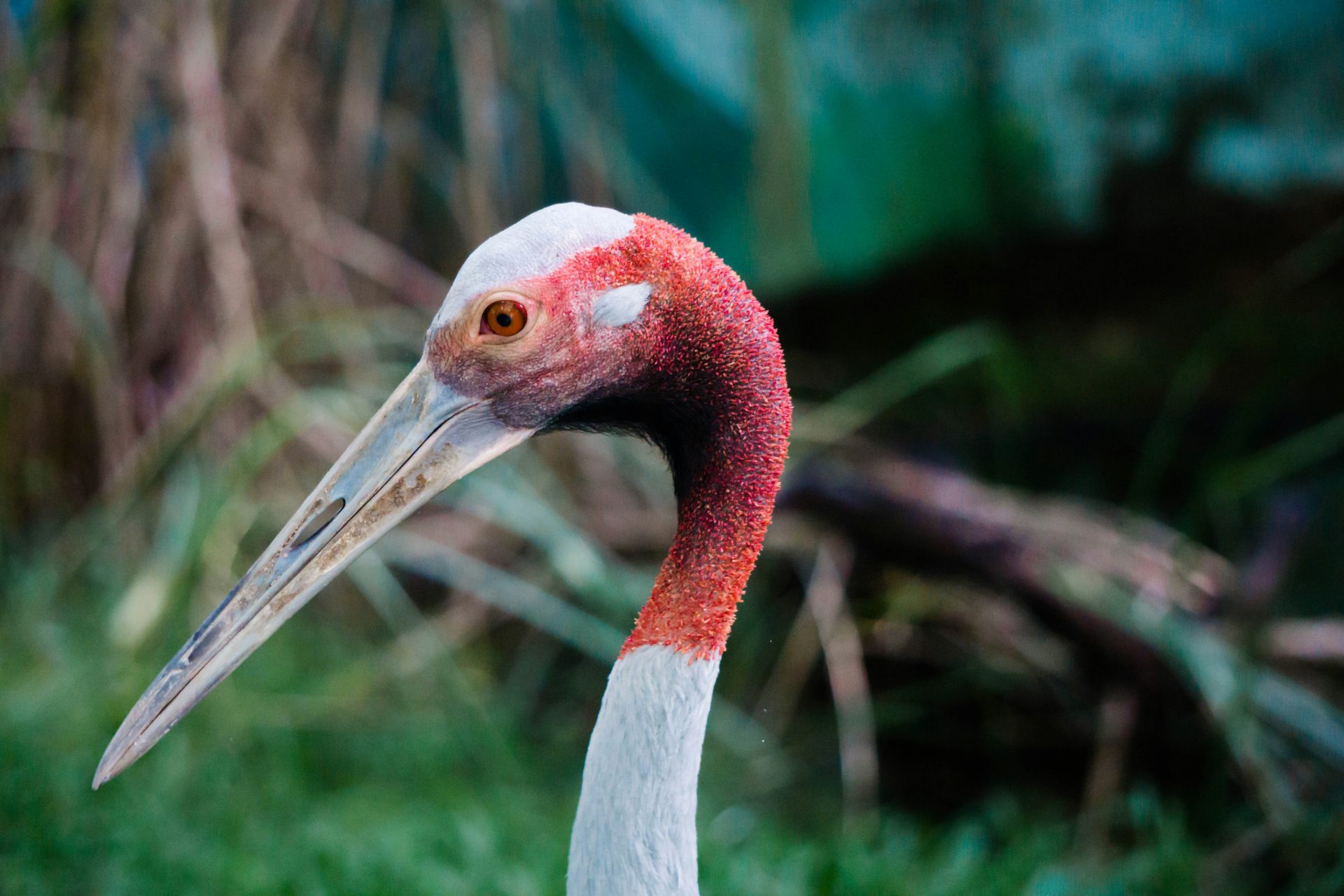 Prek Toal Bird Sanctuary on Tonle Sap Lake, a birdwatching haven with diverse waterbirds in Cambodia.