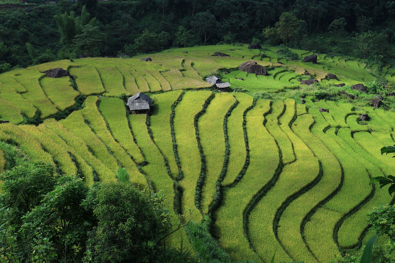 Lai Chau - Terraced rice fields in northern Vietnam with huts and green mountains — a photographer’s dream.