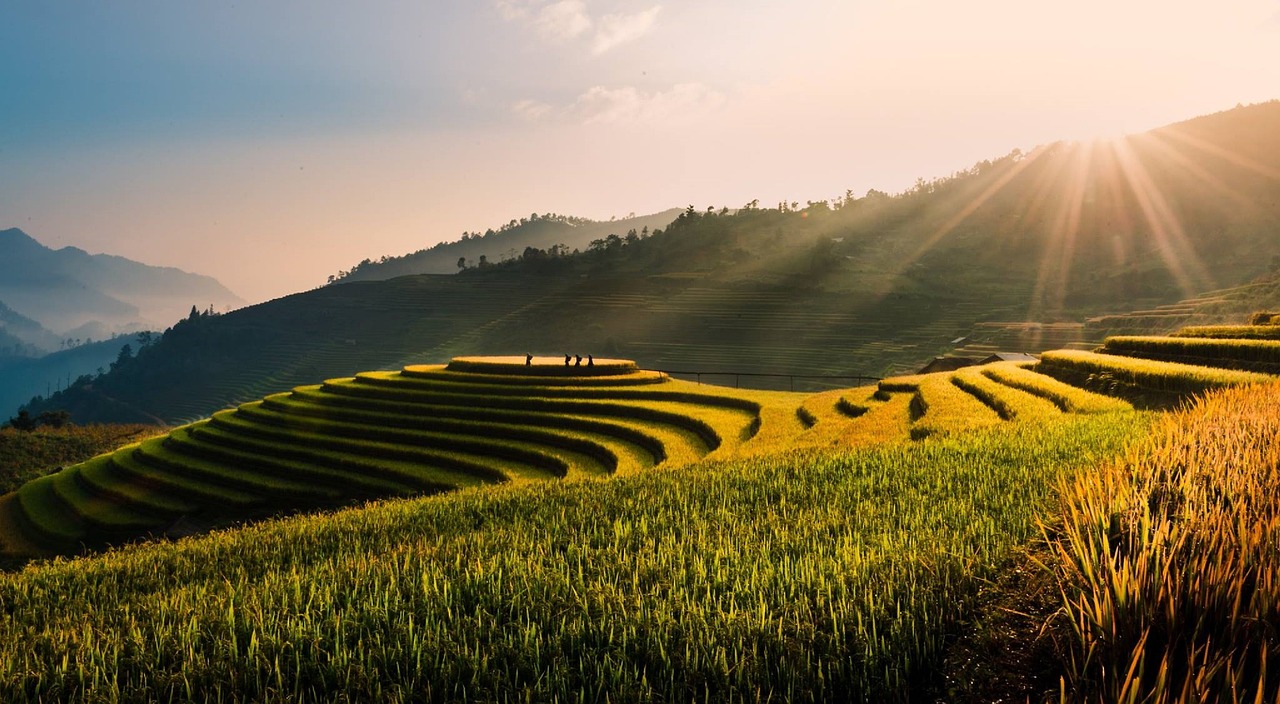 Drone shot of curving terraced fields at Tu Le Valley, a peaceful destination for nature photographers in northern Vietnam.