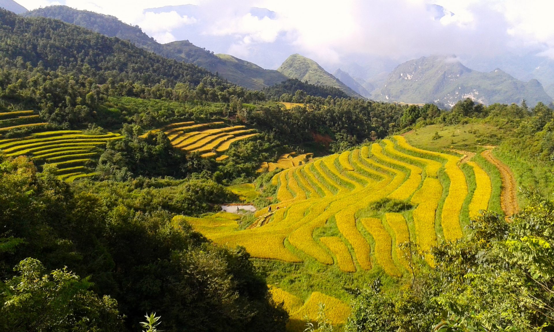 Terraced rice fields in northern Vietnam during harvest season, surrounded by lush green mountains.