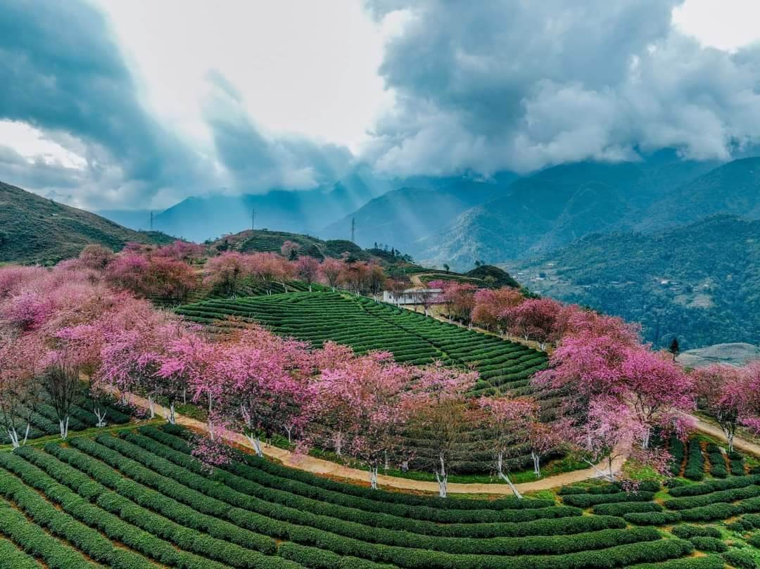 Cherry blossoms in Sapa, a floral spectacle on the Ha Giang to Sapa route