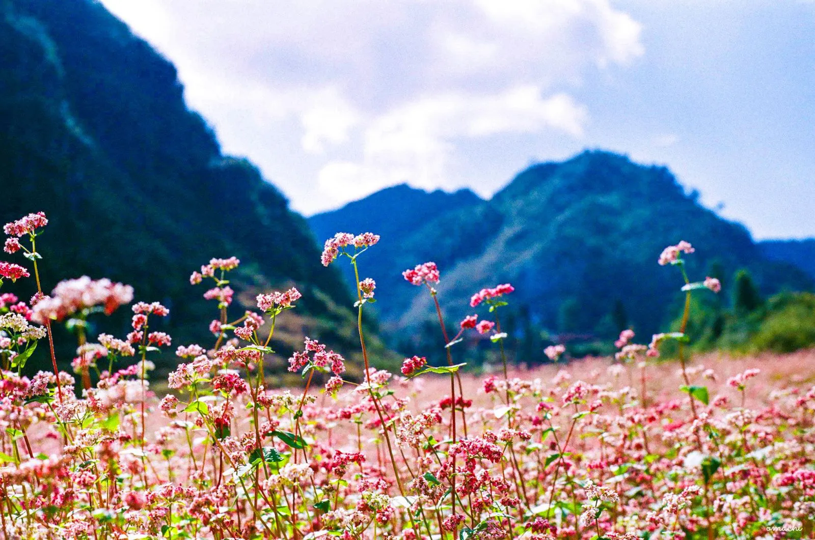 Field of delicate pink Buckwheat flowers - Part of the magnificent landscapes of Sapa, Vietnam in November