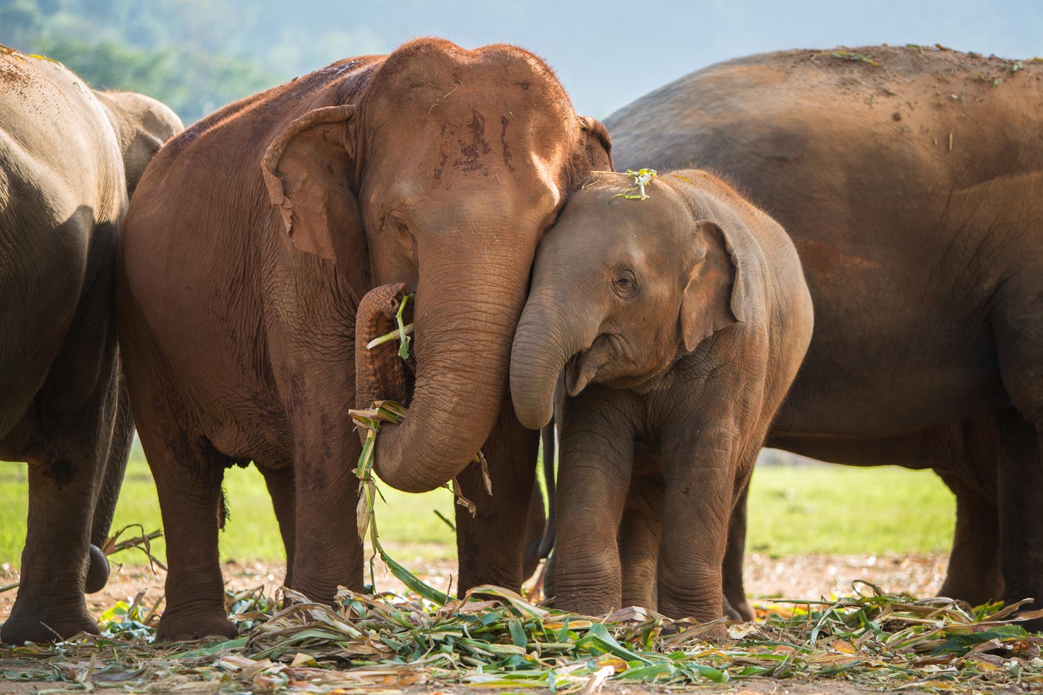 Elephant Nature Park, an ethical sanctuary near Chiang Mai for Northern Thailand travel.