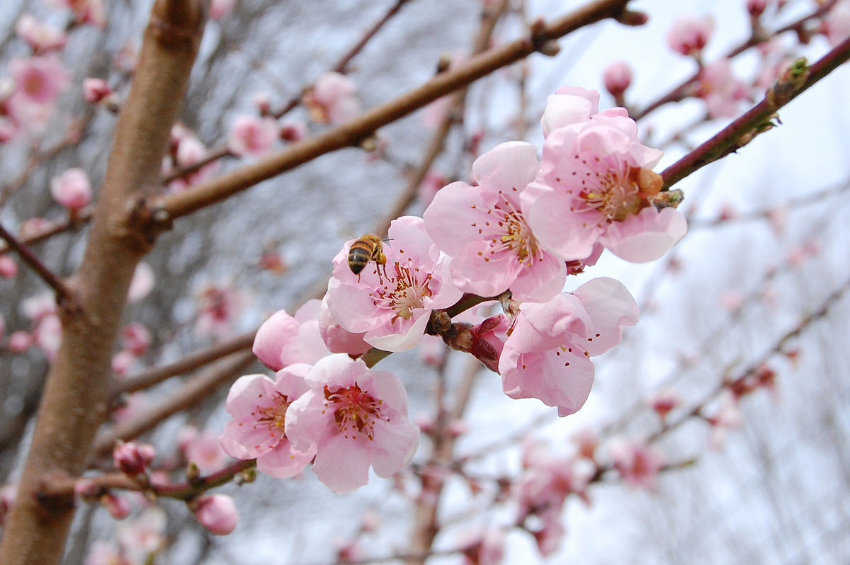 Peach blossoms in the north of Vietnam in january