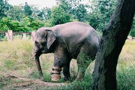 Phnom Tamao Wildlife Rescue Centre, a key local travel tips Cambodia for an ethical wildlife experience near Phnom Penh