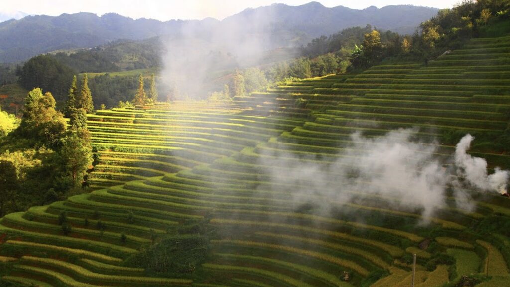 Rice terraces in the mountains of Vietnam in May