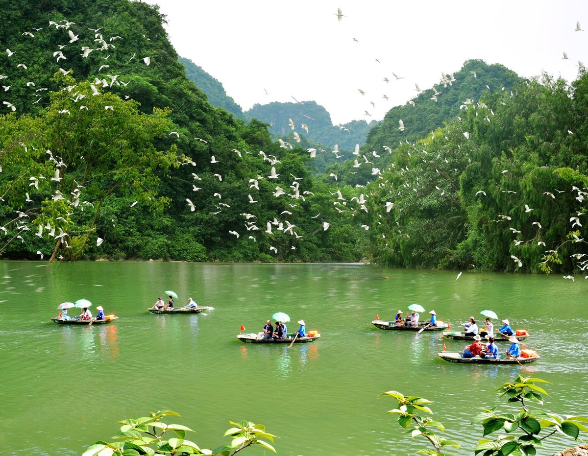 Tourists from Ninh Binh Hidden Charm Hotel & Resort boating through Thung Nham Bird Garden surrounded by flying white storks.