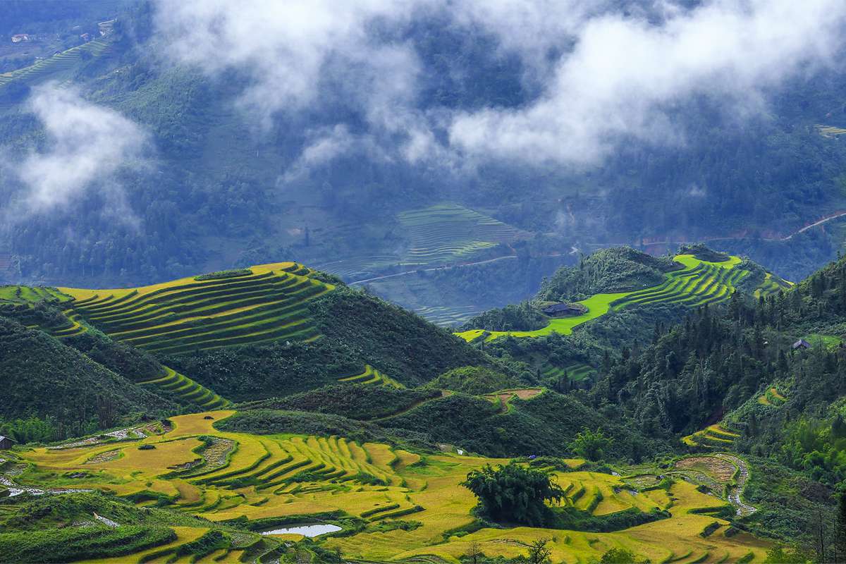 Golden and green terraced rice fields in Y Ty Sapa with mist, a typical view of Vietnam in May