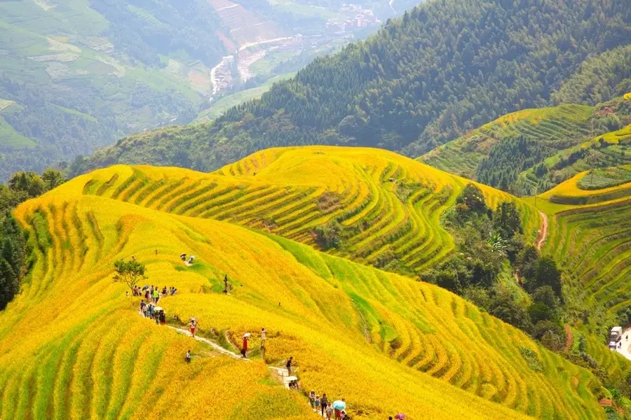 Stunning view of ripe golden rice terraces in Ha Giang, Vietnam in August