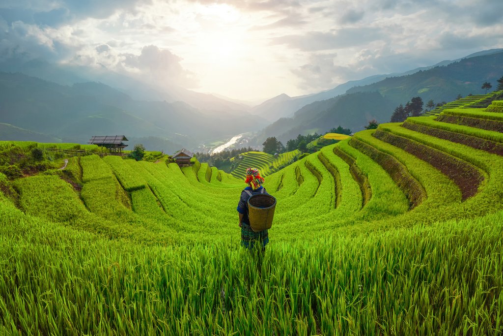 Rice terraces in Northern Vietnam in March – stunning green fields and mountain landscapes under soft morning light.
