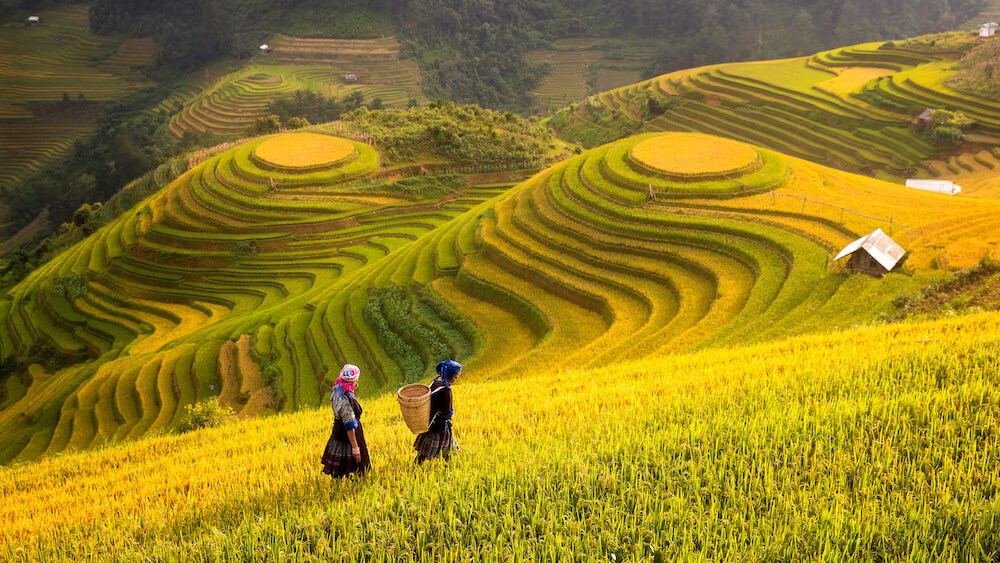 Stunning golden terraced rice fields ready for harvest line the valley slopes around a river in Sapa, Northern Vietnam in October
