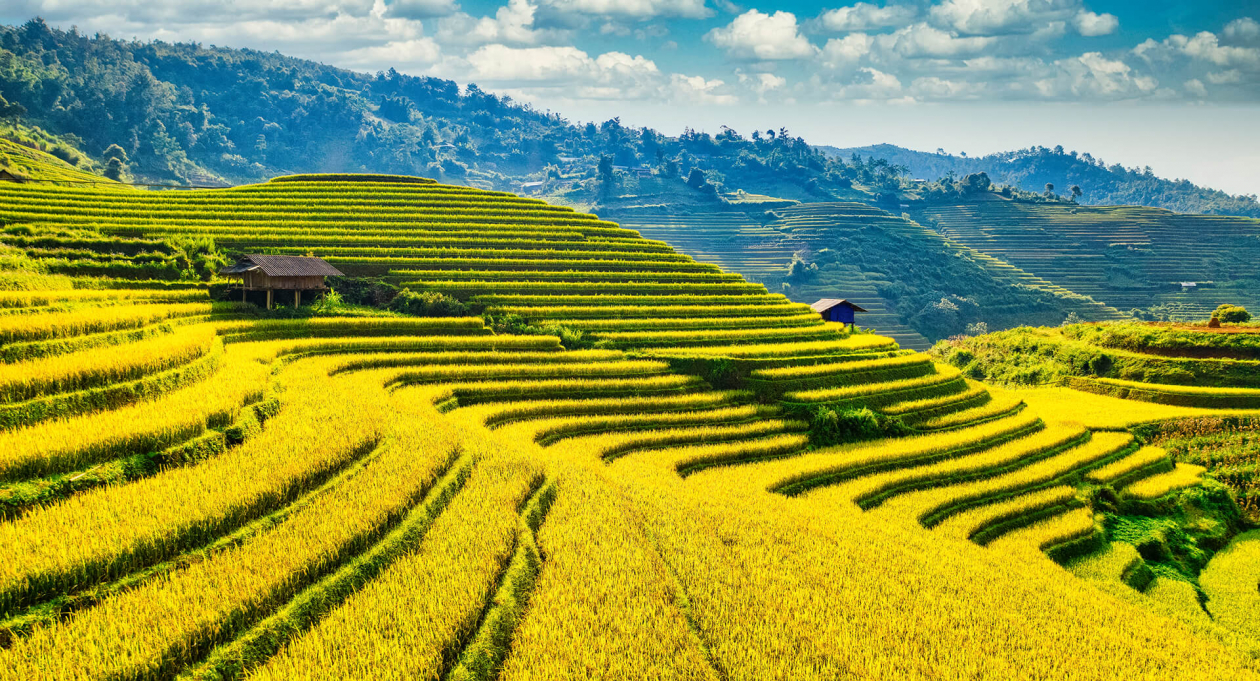 Golden rice terraces in Sapa make it the Best Time to Visit Southeast Asia