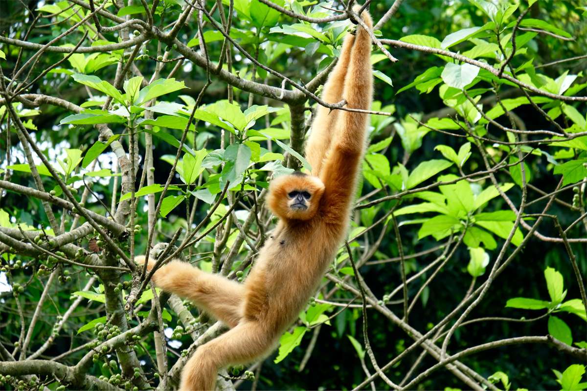 Cuc Phuong National Park, a wildlife attraction near Ninh Binh that is great to explore during the best time to visit ninh binh