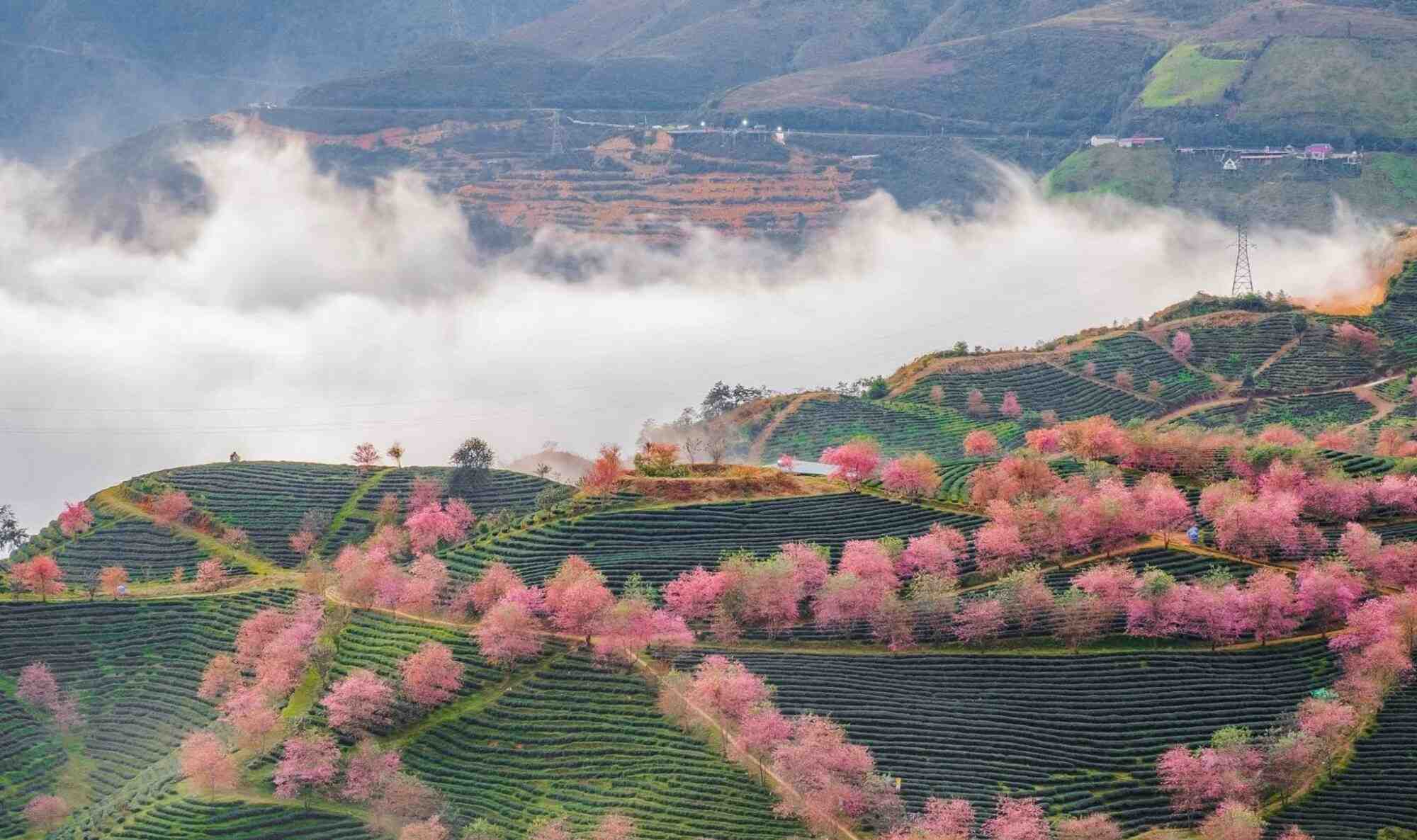 Pink cherry blossom trees in spring, suggesting the best time to visit Vietnam Sapa for flower viewing