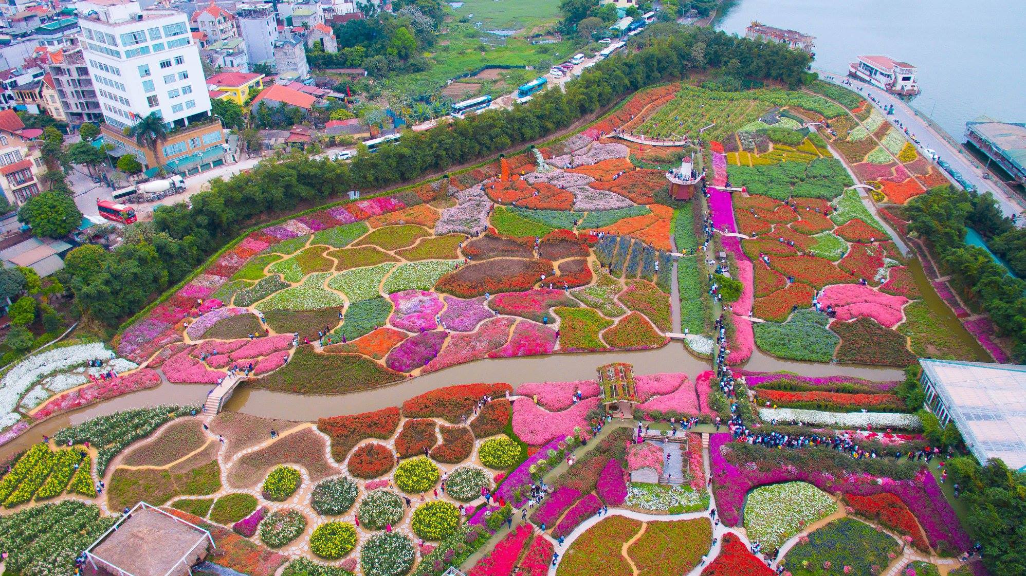 An aerial view of the vibrant West Lake Flower Valley, located on the banks of West Lake Hanoi