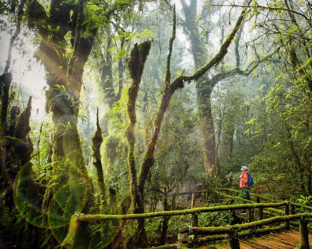 Ang Ka Nature Trail Trek, a highlight of a chiang mai trekking tour