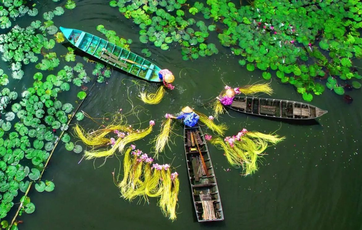 Mekong Delta lotus harvest offers scenic experiences during ho chi minh city sightseeing.