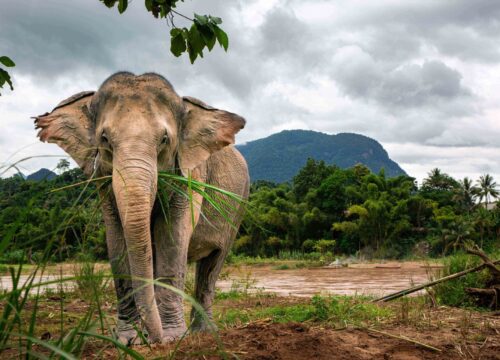 Wildlife and Nature Reserves in Laos