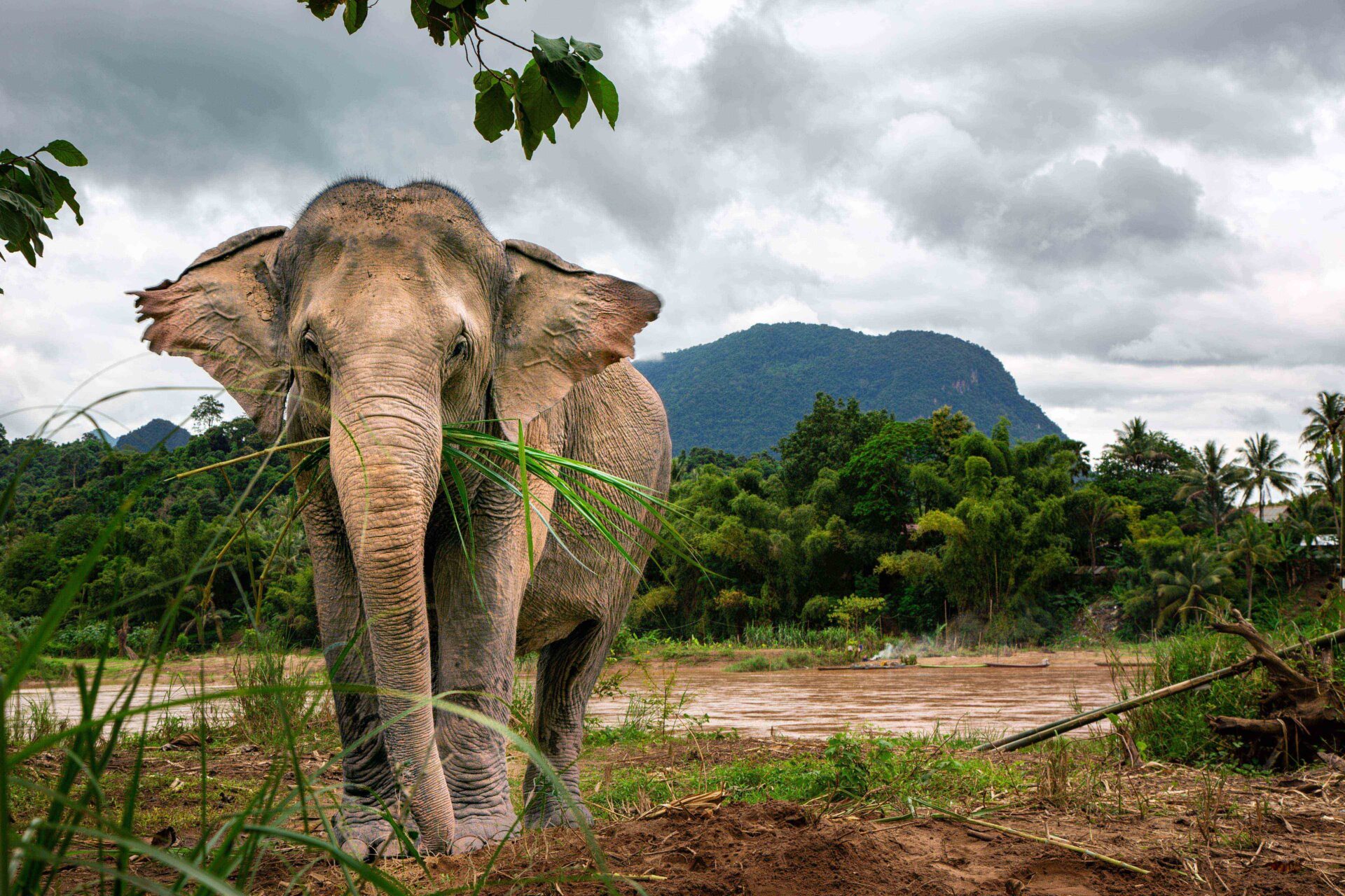 Elephant is one of the most iconic species in Laos