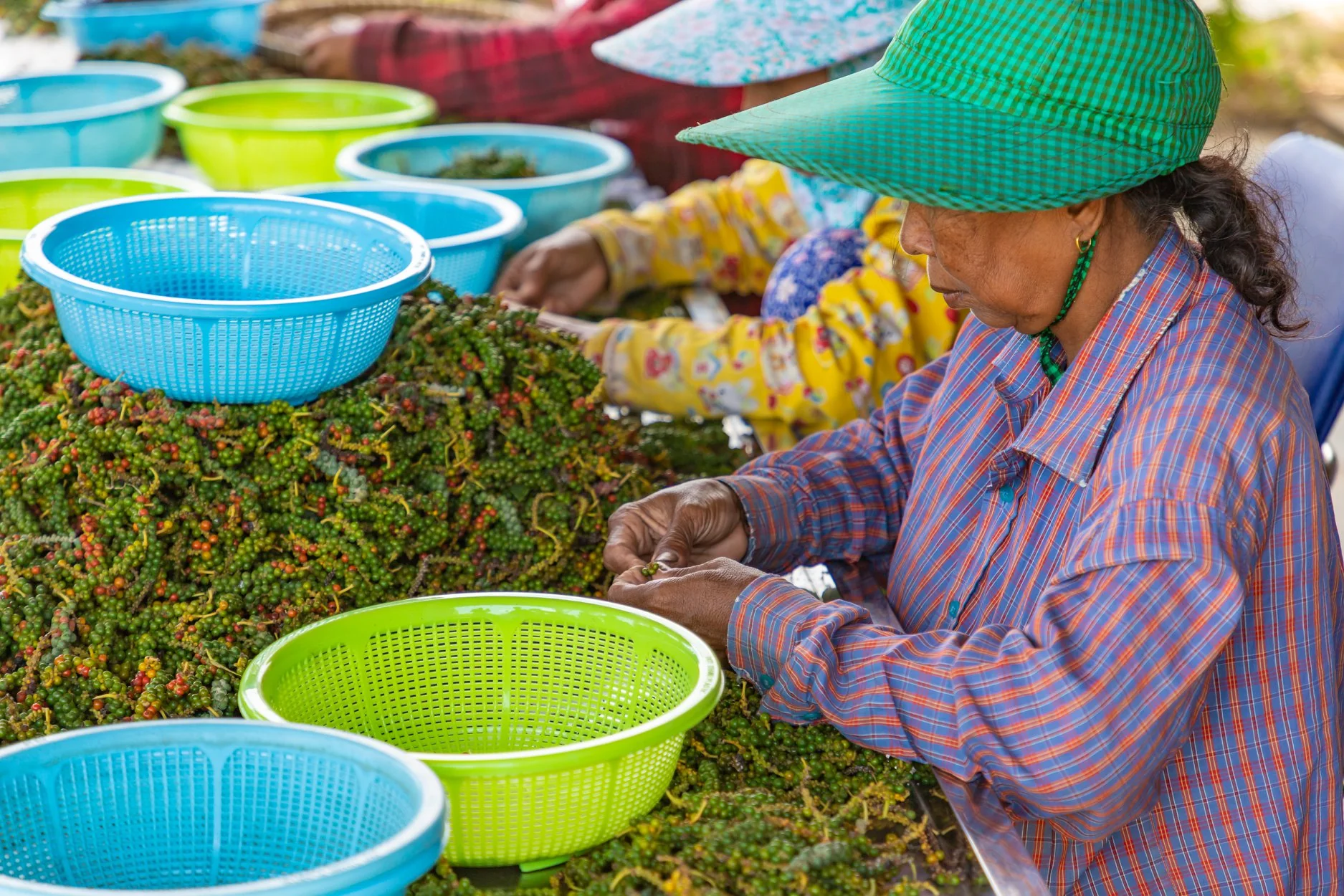 La Plantation Kep project offers the opportunity to meet farmers during the harvest on protected plots