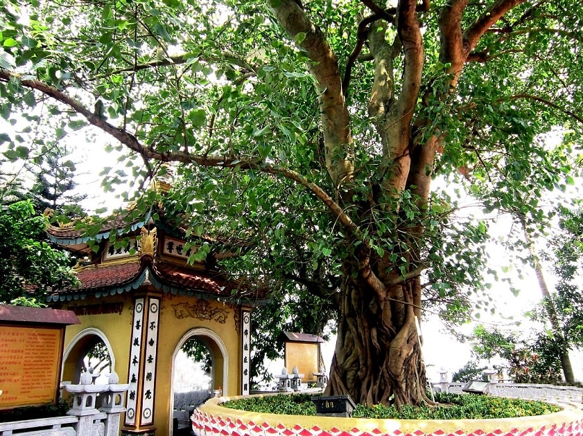 The sacred Bodhi tree at Tran Quoc Pagoda, a gift from India.