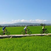 Vietnam bicycle tours cycling through green rice fields countryside