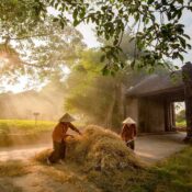 Duong Lam Ancient Village - “Slow living” in the Doai countryside